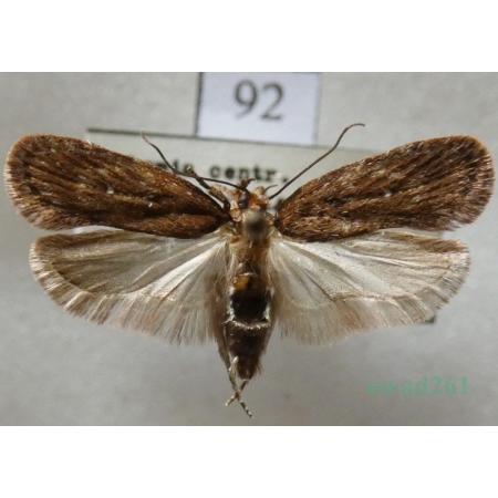 Depressaria albipunctella (Denis & Schiffermüller, 1775) Czech92